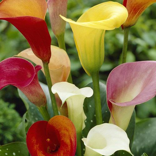 现货荷兰进口种球彩色马蹄莲块茎球根花卉植物盆栽地栽品种四季种