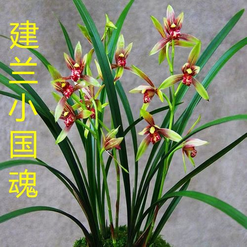 四季兰带花苞小国魂建兰茗品浓香型夏季带花苞出售易开花花卉盆栽