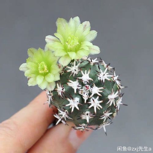 短豪刺青花虾仙人球 多肉植物办公室内桌面防辐射绿植盆栽【15天内