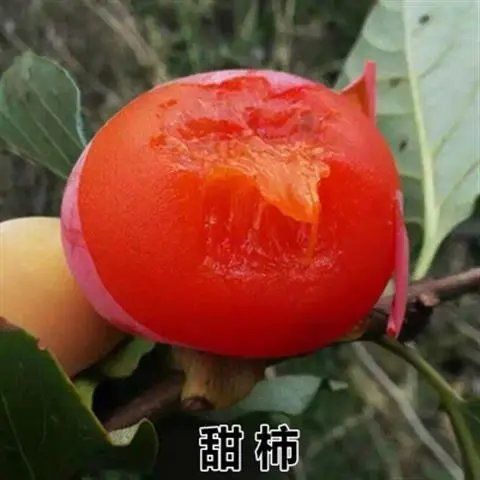 柿树苗大秋甜柿苗日本甜柿子苗嫁接太秋柿子当年结果树苗包邮
