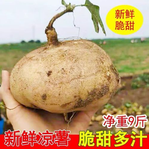新鲜凉薯时令土瓜1/9斤孕妇蔬菜豆薯农家红土白沙地瓜葛根小番薯