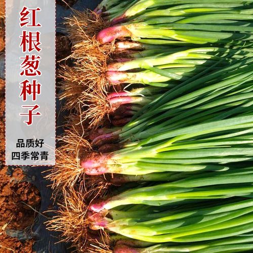 四季红根小香葱葱种子盆栽红葱大葱小种籽春季秋季四菜季阳台蔬