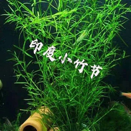 天然小竹节真水鱼缸孔雀鱼鳌虾繁殖躲藏好养易观赏造景家养