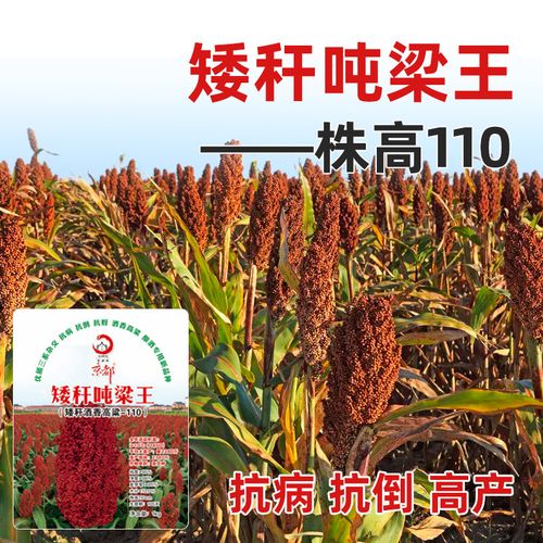 京都矮杆高粱种子种籽孑酿酒种了子高产早熟抗旱五谷杂粮