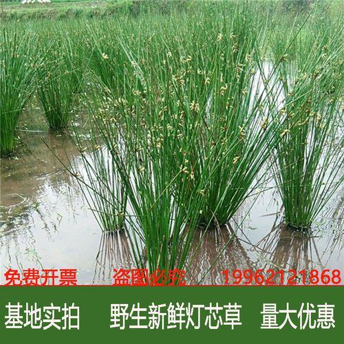 灯芯草虎须草灯心草苗湿地种植公园池塘绿化造景水葱莎草水生植物