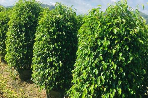 0/棵  福建垂叶榕树价格垂叶榕柱子基地 漳州垂叶榕柱批发 垂叶榕柱报