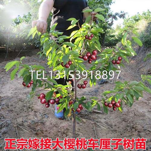 车厘子树苗大樱桃树苖盆栽地栽特大庭院果树南方北方种植樱桃苗树