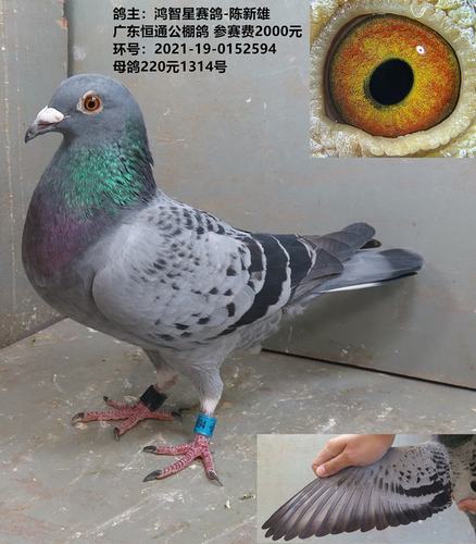 鸽主:鸿智星赛鸽-陈新雄 广东恒通公棚鸽 参赛费2000元  母鸽