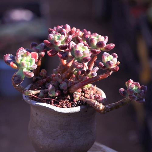 香奈儿多肉植物大颗株群生老桩多头云南肉肉绿植盆栽花卉特价包邮