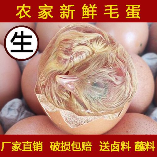 毛蛋生毛鸡蛋新鲜农家鸡胚蛋营养旺鸡蛋非活珠子凤凰蛋批发包邮