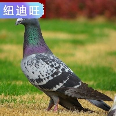 落地王鸽子 特大型白羽王鸽子活一对肉鸽子活的观赏鸽肉高产种鸽