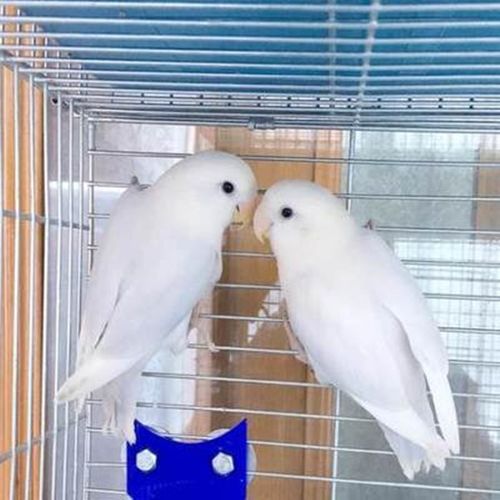 活体玄凤鹦鹉活体鸟手玩手养鸟活体 白玉牡丹鹦鹉一只(公母可备注)