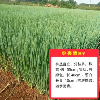红根香葱种子夏秋季阳台菜籽籽种葱籽四季小葱种籽蔬菜盆栽孑 小香葱