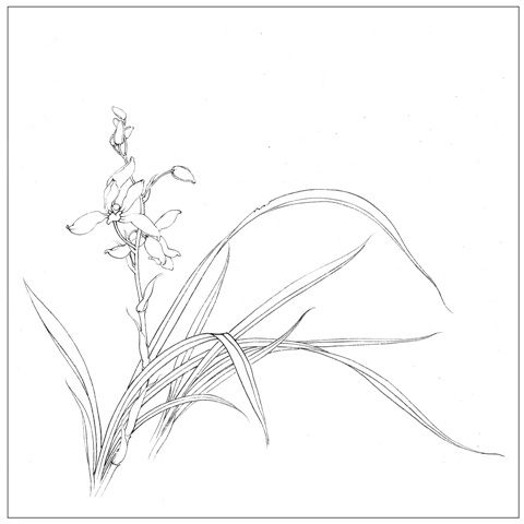 工笔画底稿俞致贞兰花白描10# 打印稿 宣纸稿有步骤图