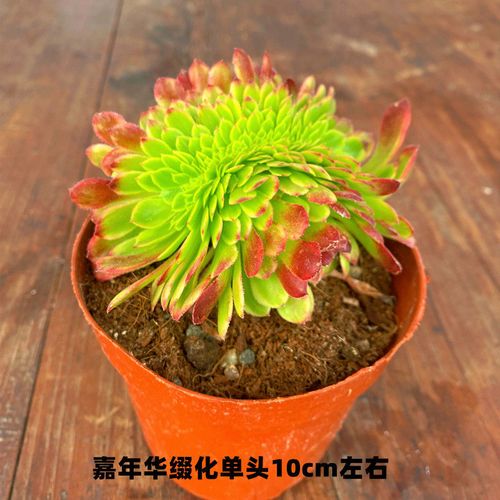 高端法师锦缀化法师品种全精品控养老桩黑法师室内懒人嘉年华缀化