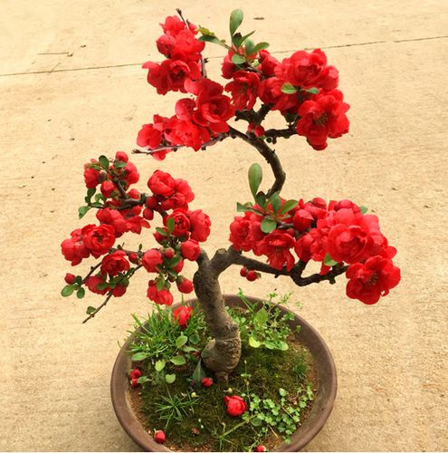 长寿冠海棠花重瓣日本海棠盆栽庭院阳台观花盆景耐寒冬季开花植物