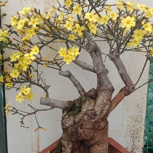 花卉迎春花盆景,带盆保湿包邮,以实图为准,谢决退货.