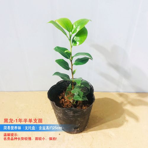 黑龙山茶花树苗大花黑红色珍贵名品花卉盆栽室内阳台花园耐寒好养四季