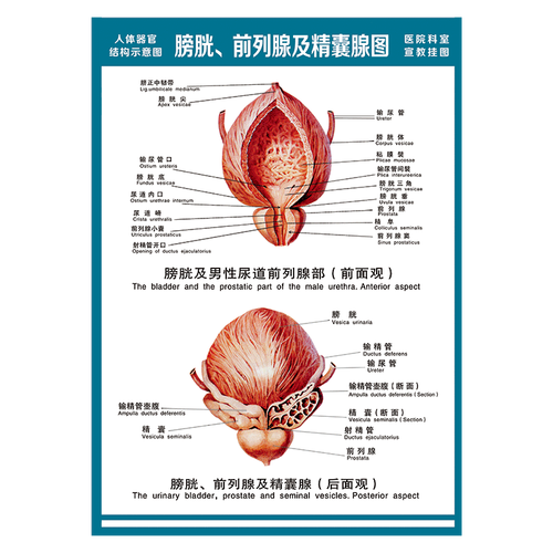 解剖图全身骨骼图宣传画墙贴画覆膜防水贴纸wsa51 wsa51-13 膀胱及