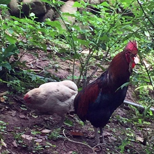 云南普洱镇沅特产瓢鸡六大名鸡之一生态鸡 镇沅瓢鸡野外放养鸡