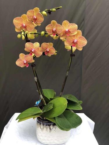 日本zg上海同城速递蝴蝶兰特级盆栽四季黄色鲜花开业乔迁送客户领