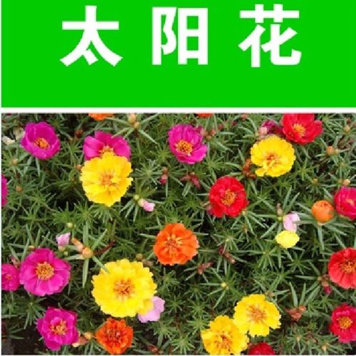 优质太阳花种子四季易活重瓣太阳花庭院公园绿化花卉草花种籽包邮