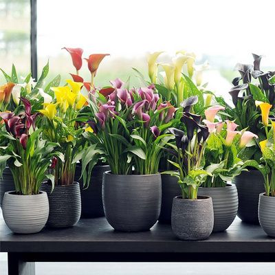 马蹄莲盆栽苗带花植物室内花苗多年生花卉阳台绿植盆栽 喜光易养