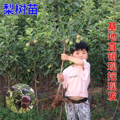 梨树苗秋月梨莱阳梨苗嫁接树苗地栽盆栽南方北方种植树苗当年结果