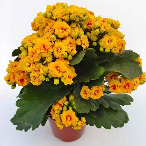 长寿花盆栽重瓣巴黎稀有大花品种四季开花植物室内 新品大花宝玉 带