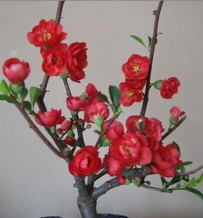 日本海棠苗 铁杆海棠 盆栽 重瓣大花海棠苗 红 绿海棠苗双色可选