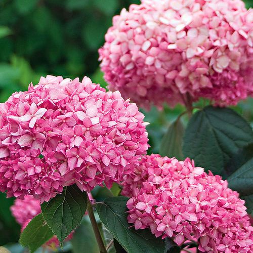 hodo红豆粉色贝拉安娜绣球花苗大花花园花老桩庭院变色无尽夏绿植