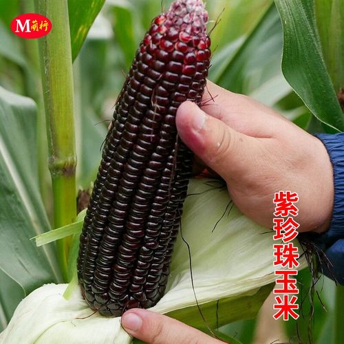 紫珍珠玉米种子甜糯黑玉米种籽春季高产盆栽农家菜园庭院蔬菜种孑