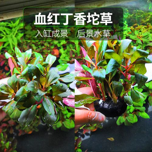 懒人坨草活体新手入门级无土净化水质不用泥的水草 血红丁香坨草小坨