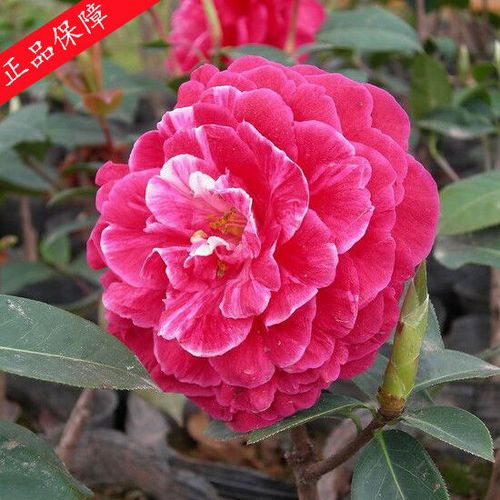 壮苗鹤顶红茶花  云南茶花树苗嫁接名贵品种盆栽云茶山茶花