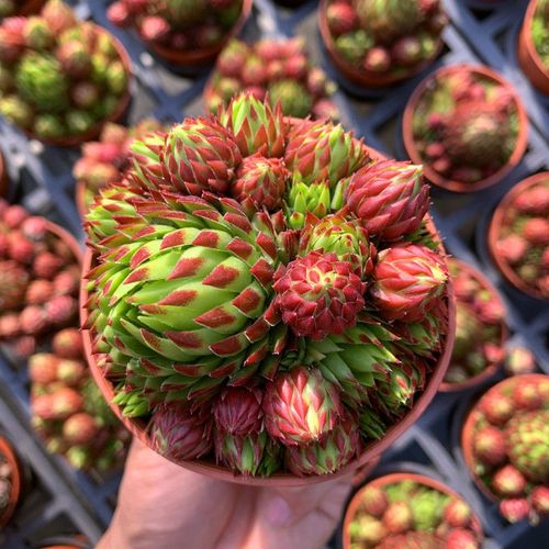 橘子球 多肉植物盆栽肉肉新手植物办公室绿植长生草多肉云漫园艺