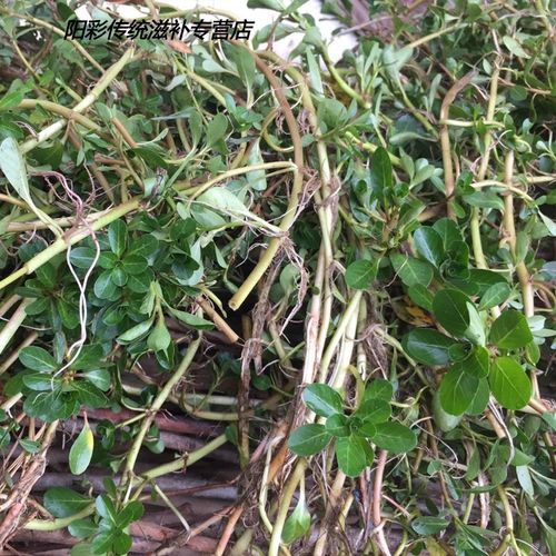 广西新鲜野生过塘蛇 现采过江龙 过沟龙 过塘蛇生鲜中草过江藤 新鲜2