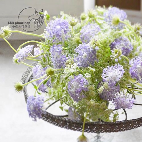 春季花卉 可做切花 室外花园植物阳台盆栽 翠珠花盆栽