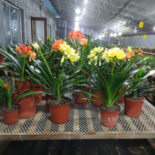 长春奇异君子兰,黄花绿花黄花精品系列,品种齐全