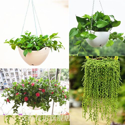 室内阳台桌面绿植盆栽花卉 口红吊兰紫叶吊竹梅 绿萝吊兰垂吊植物