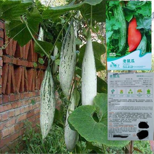 变色瓜老鼠瓜种子彩色瓜观赏食用春夏种蔬菜种籽庭院爬藤瓜果种子
