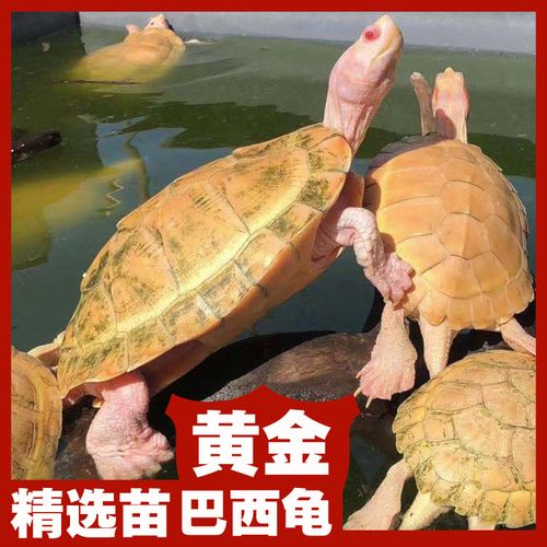 白化巴西龟苗变异龟白巴深水龟观赏龟
