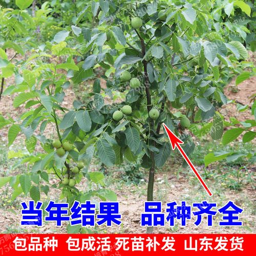 核桃苗嫁接核桃树苗薄皮盆栽地栽当年接果南方北方种植庭院果树苗