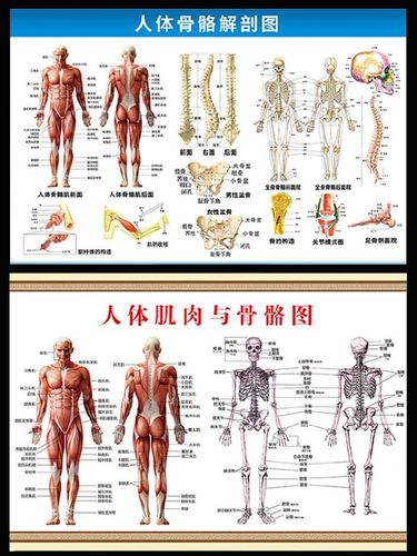 医生横版肌肉分布诊所脊椎人体骨骼神经解剖图部位