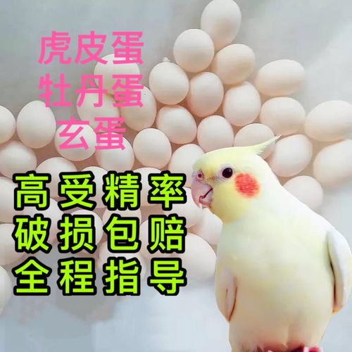 养鸟玄凤种蛋虎皮受精蛋卵鸽子新鲜蛋可人工孵化鹦鹉鱼 玄凤鹦鹉蛋2个