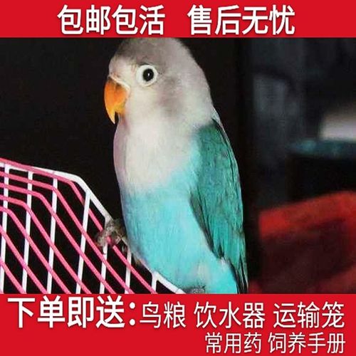 蓝黑牡丹鹦鹉一只(公母备注)