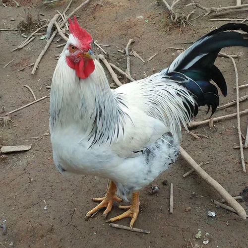 稻花鸡[鸡中人参]白芦花公鸡滋28煲汤月子鸡母鸡土鸡散养鸡鸡肉