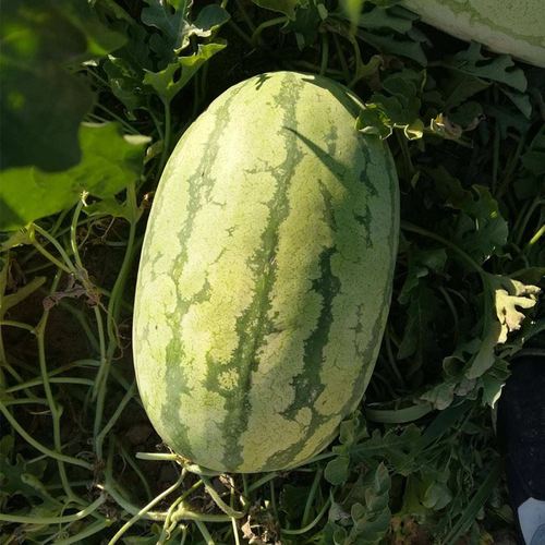 西号农八西瓜种子高糖大瓜春瓜果种籽西季北农业大学培育水果种孑