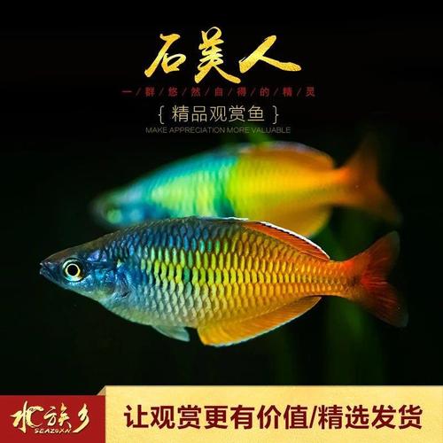 石美人鱼热带红苹果红尾黄金鸽子美人蓝电光彩虹刚果美人鱼活体鱼