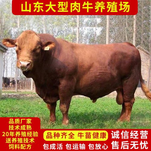 活牛西门塔尔牛出售小牛犊肉牛活体贵州鲁西黄牛母牛牛仔云南活苗