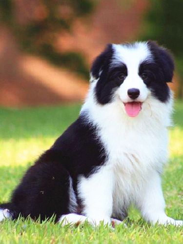 纯种边牧犬黑白色陨石色边牧幼犬活体宠物狗红棕色边境牧羊犬幼崽